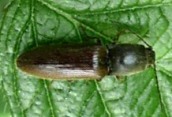 Athous haemorrhoidalis